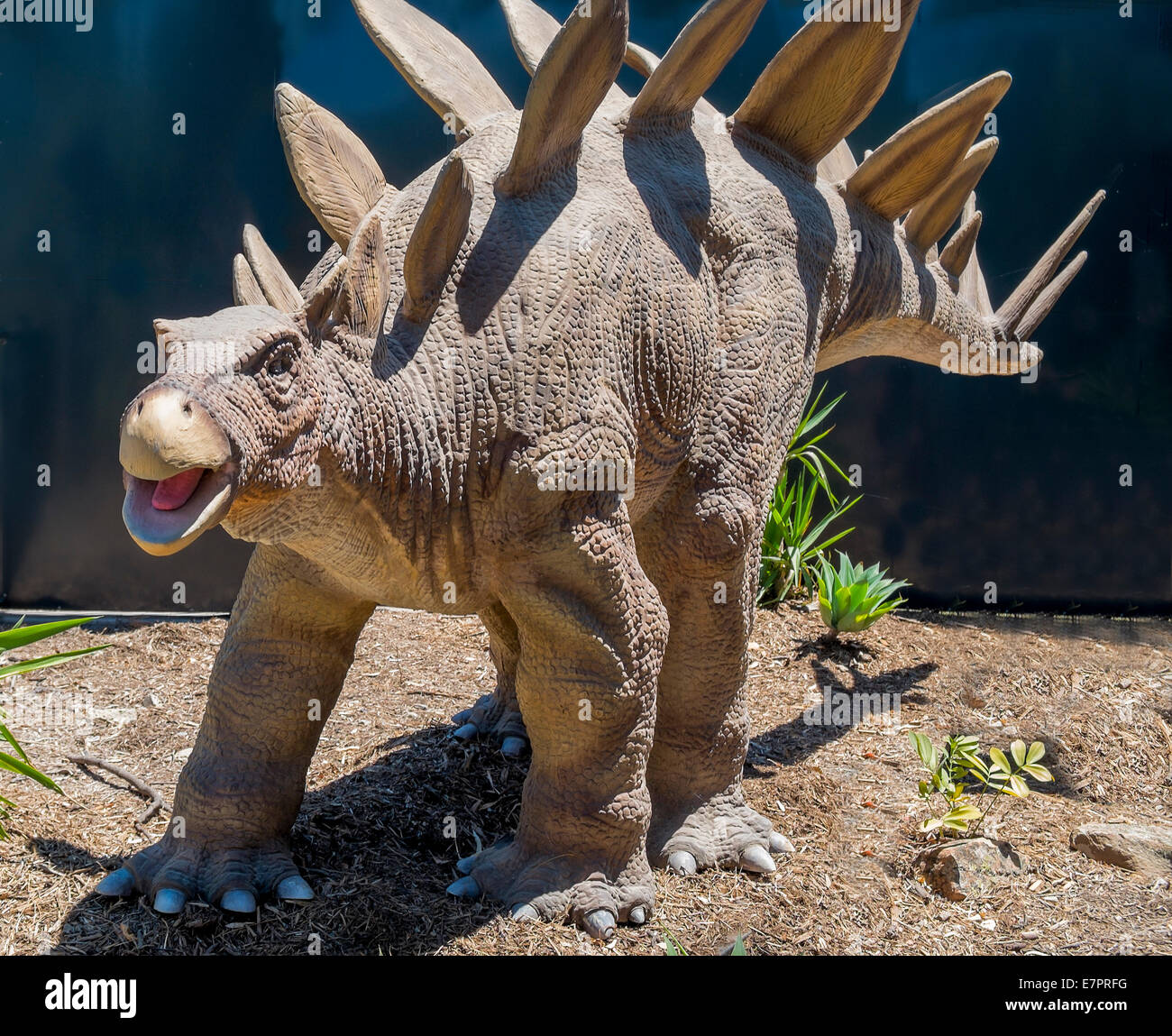 Life size stegosaurus dinosaur figures prowl the forest Stock Photo