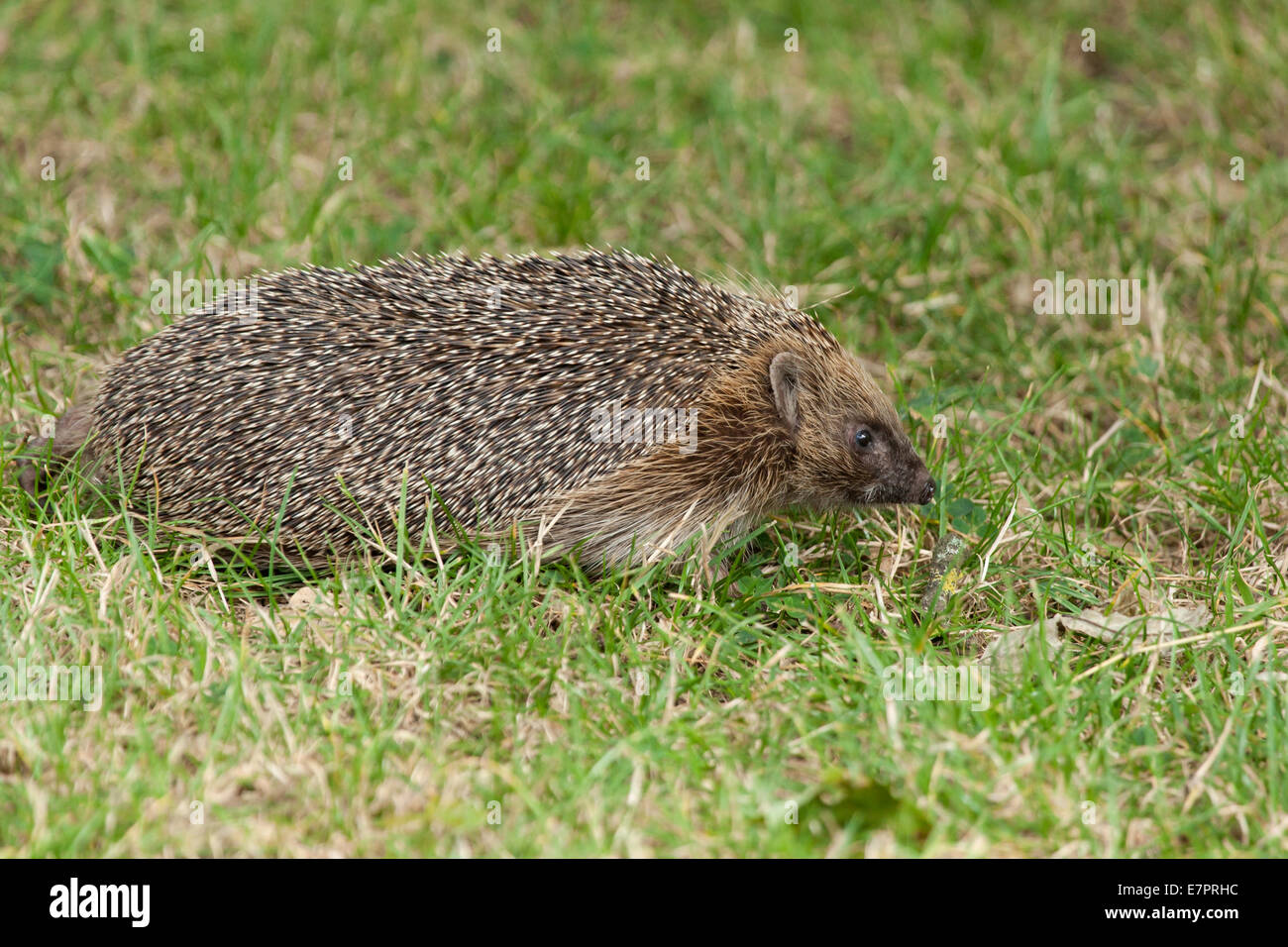 Full front side view of the body and head of a hedgehog walking in long grass Stock Photo