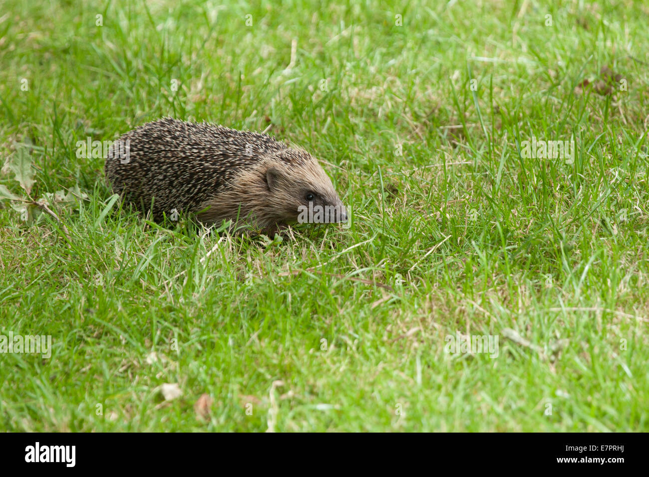 Full front side view of the body and head of a hedgehog walking in long grass Stock Photo