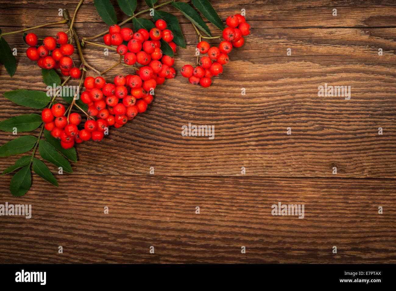 Red mountain ash or rowan berries on rustic wooden background Stock Photo