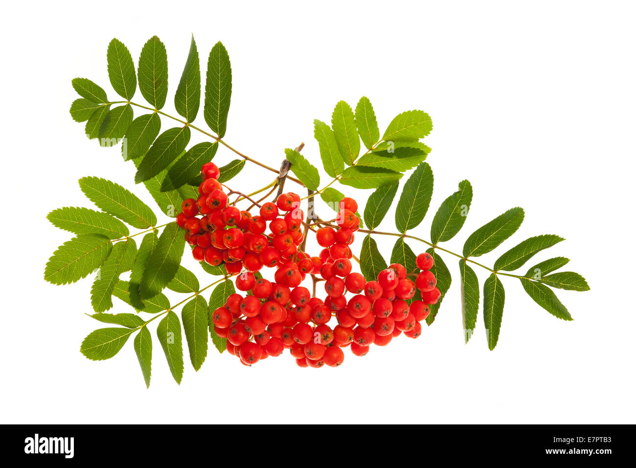 Bunch of red mountain ash or rowan berries with green leaves isolated ...
