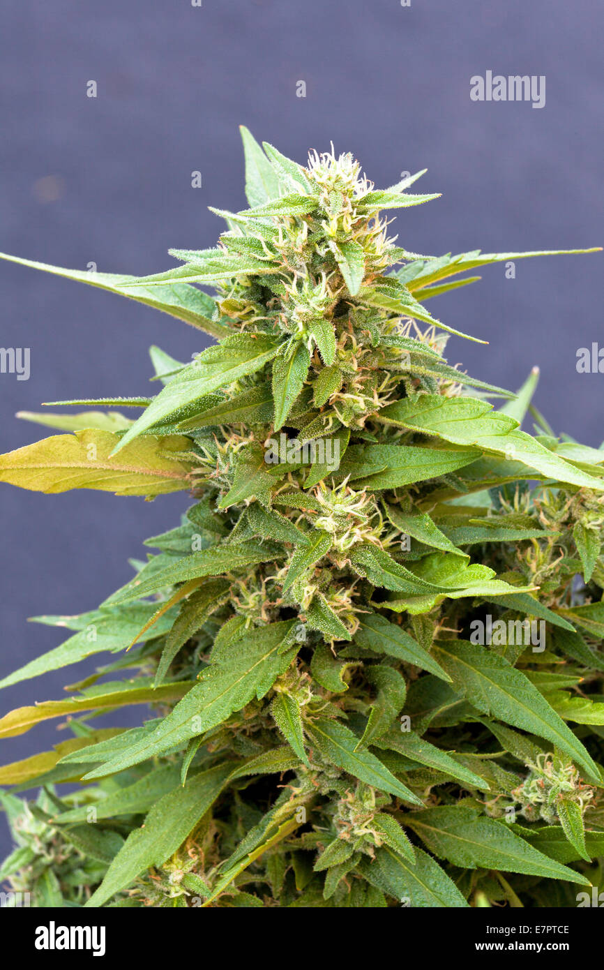 Cannabis 'Harlequin'  flowering plant. Stock Photo
