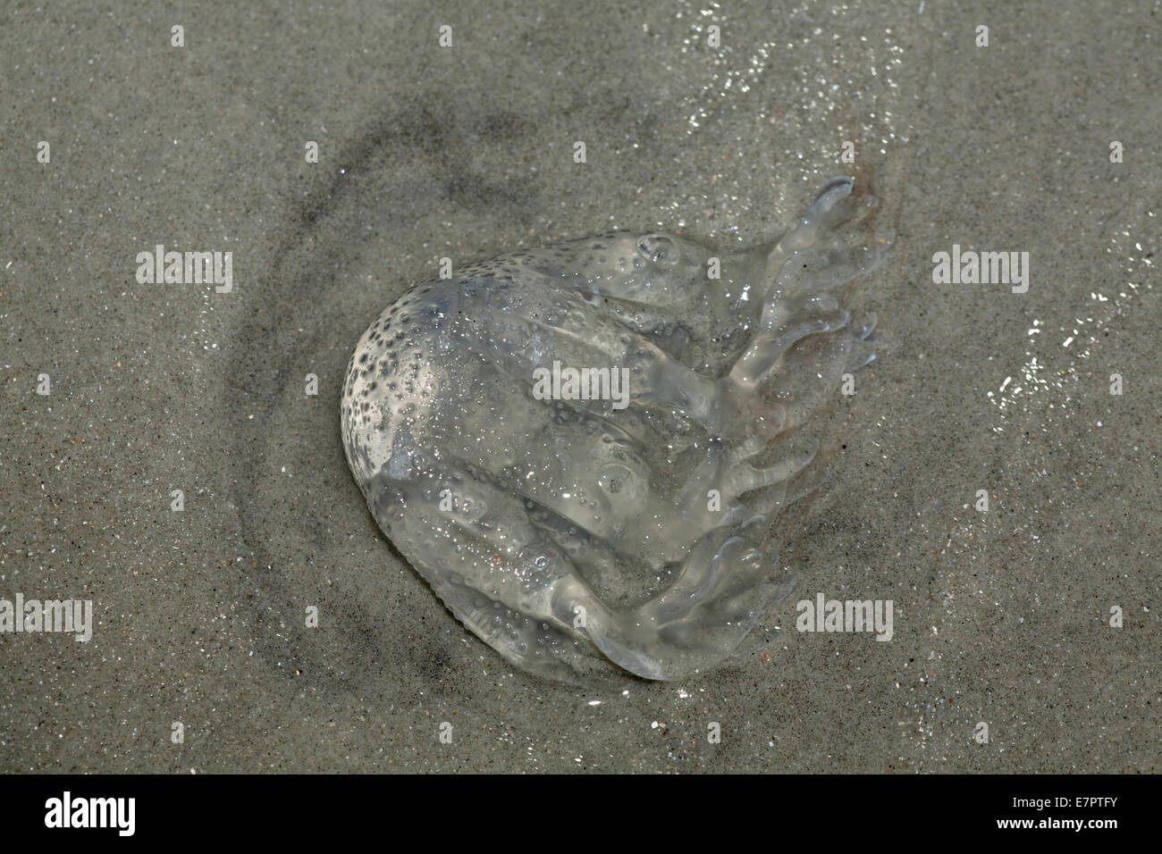 Jellyfish washed up on the beach, near Myrtle Beach, South Carolina. Stock Photo