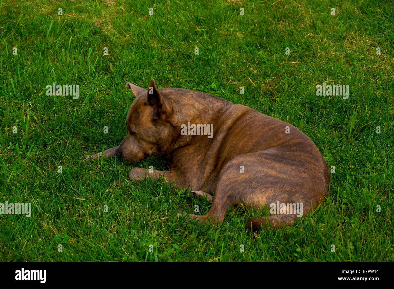 German Shepherd pitt-bull mix dog laying in green grass Stock Photo