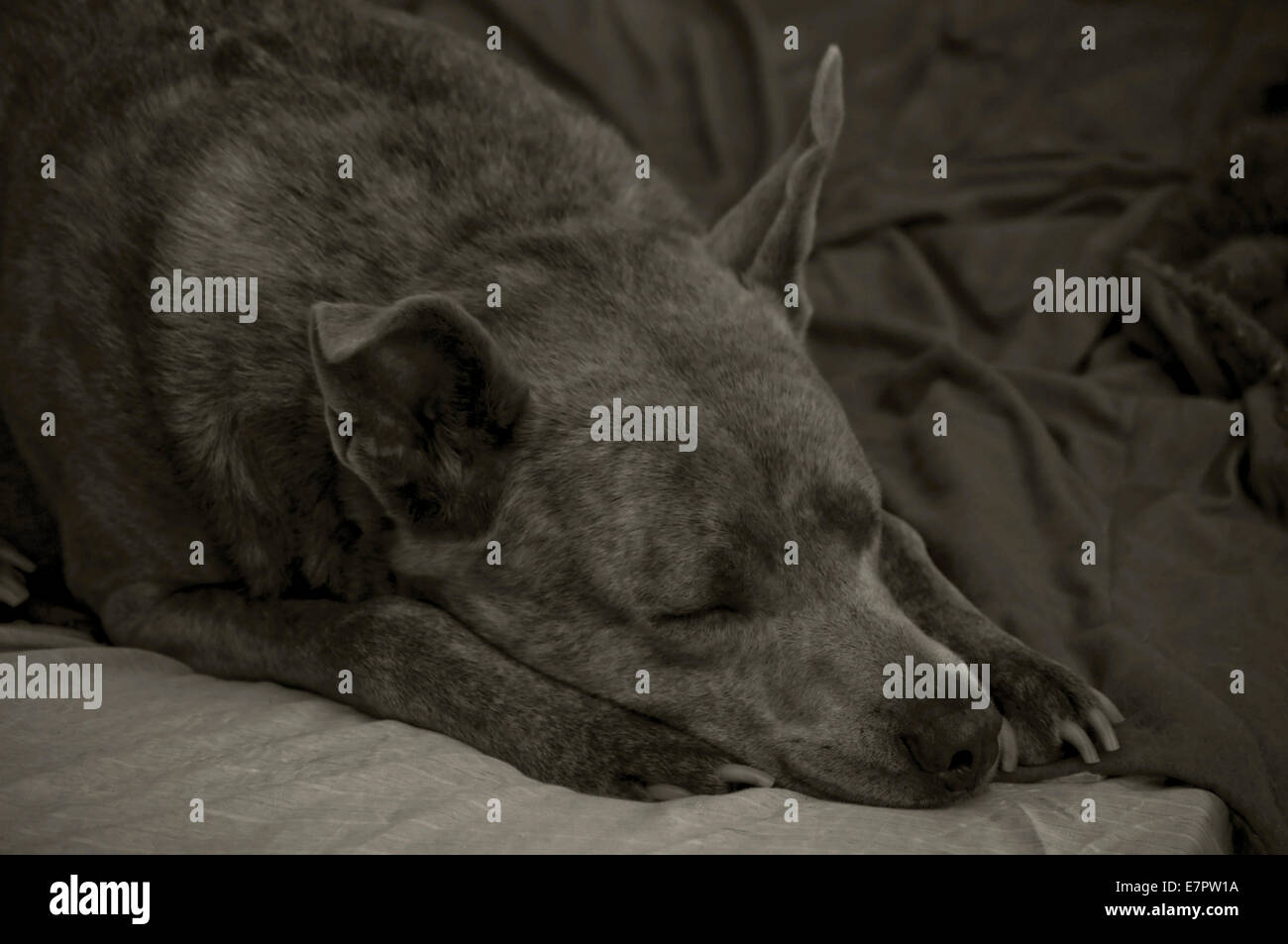 Black and white photograph of a sleeping pitt-bull shepherd mix breed dog. Stock Photo