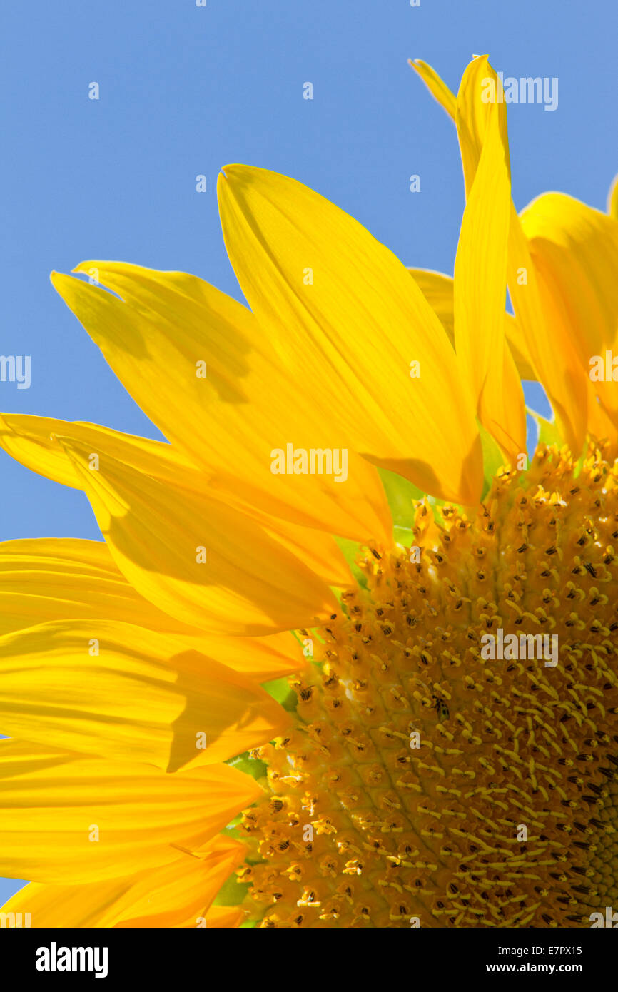 Part of a sunflower head against a blue sky Stock Photo - Alamy