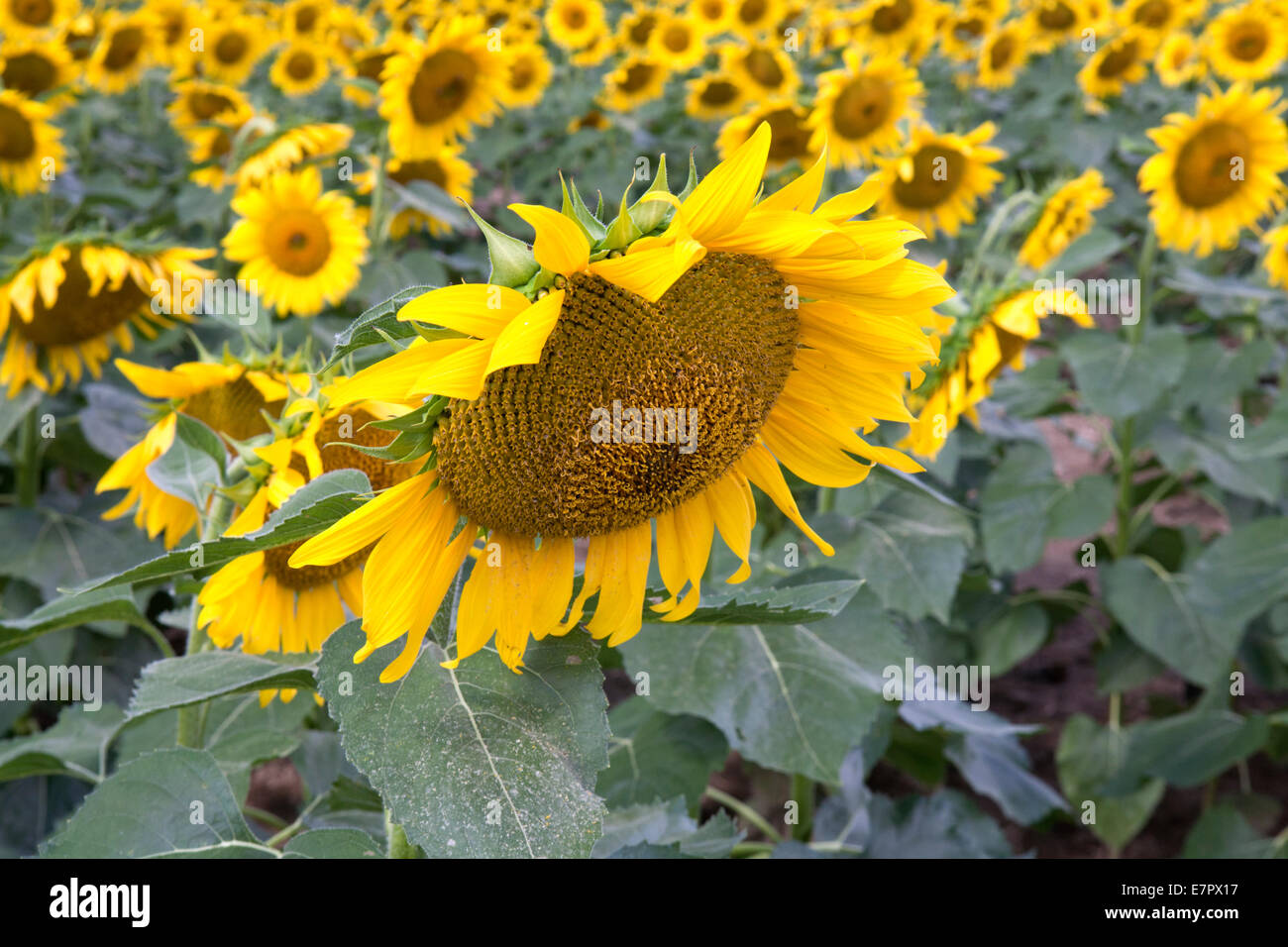 Sunflower with other flowers in the background. Stock Photo