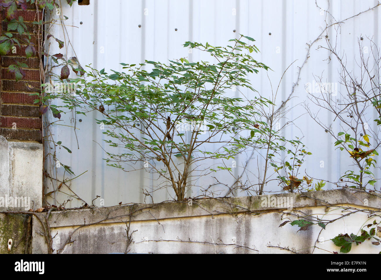Small shrub growing on an old building (Peters Cartridge Factory new Mills, Ohio) Stock Photo