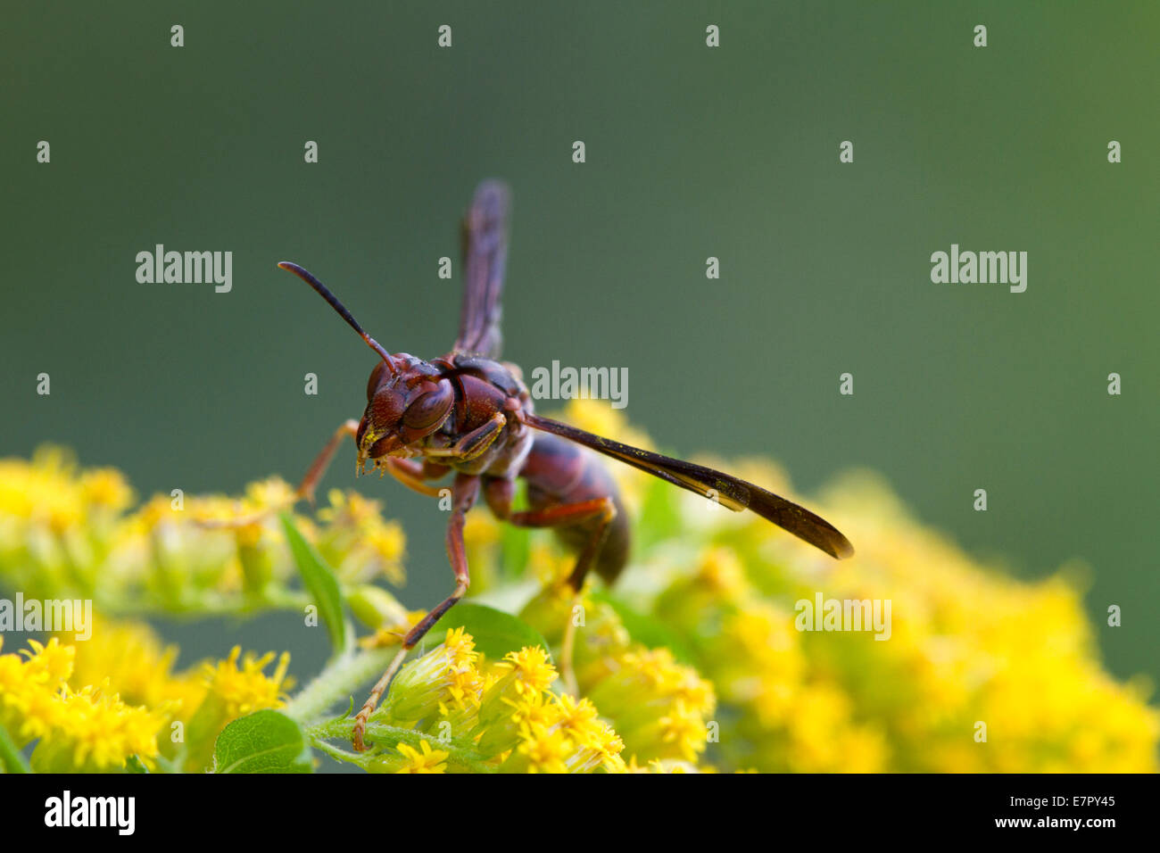 Paper wasp (Polistes sp.) on goldenrod flower Stock Photo Alamy