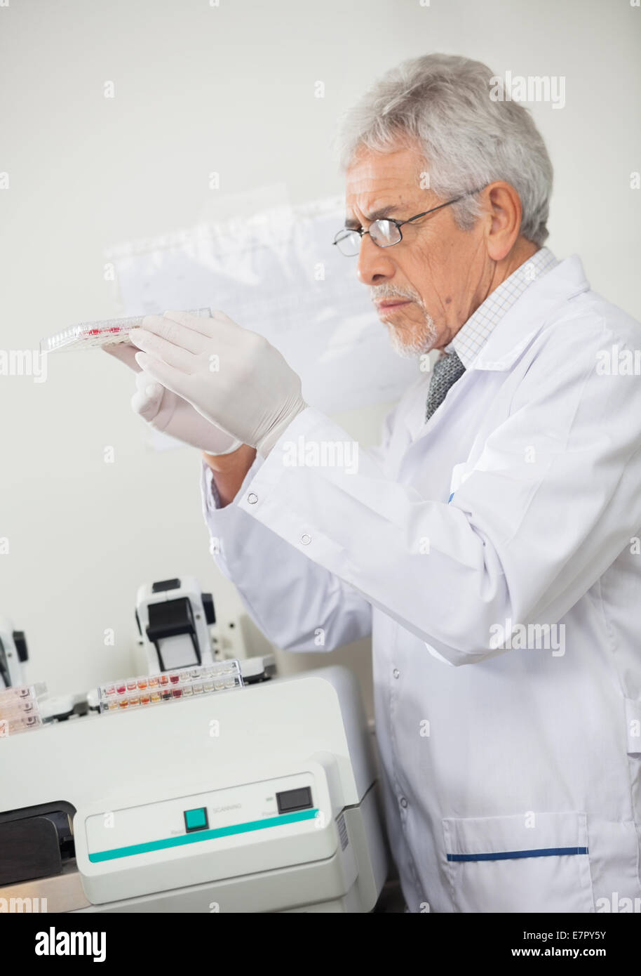 Scientist Examining Microplate Stock Photo
