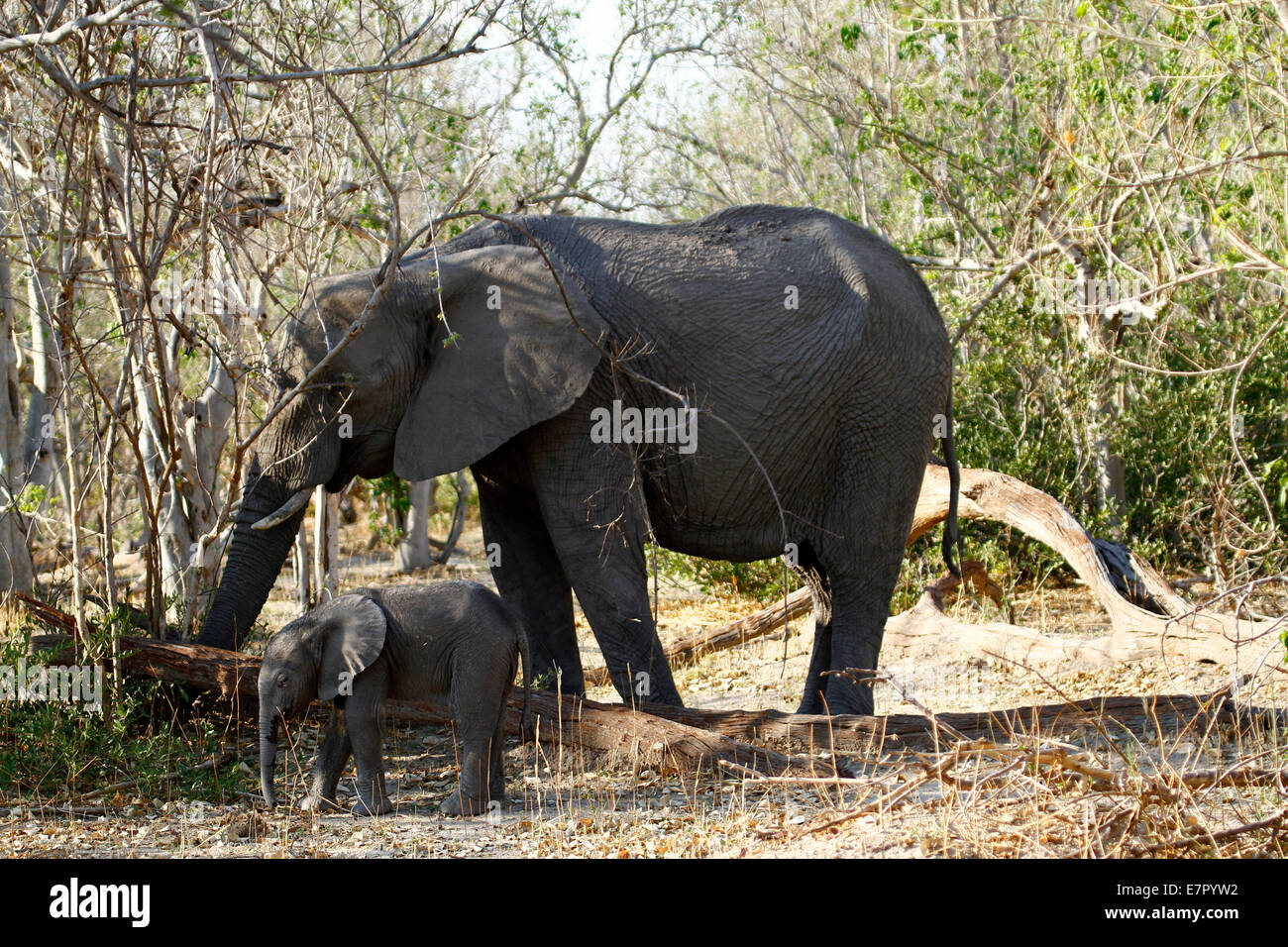 African elephants, the largest living land mammal in the world. Mum or  mother with her tiny new born baby elephant Stock Photo - Alamy