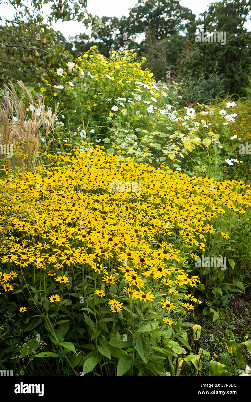 Perennial plants herbaceous border hi-res stock photography and images ...