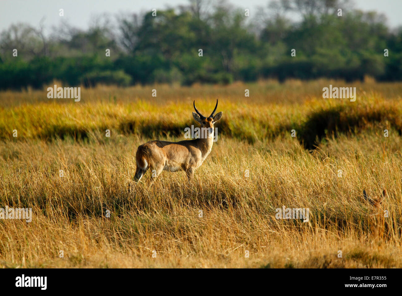 Reed antelope hi-res stock photography and images - Alamy
