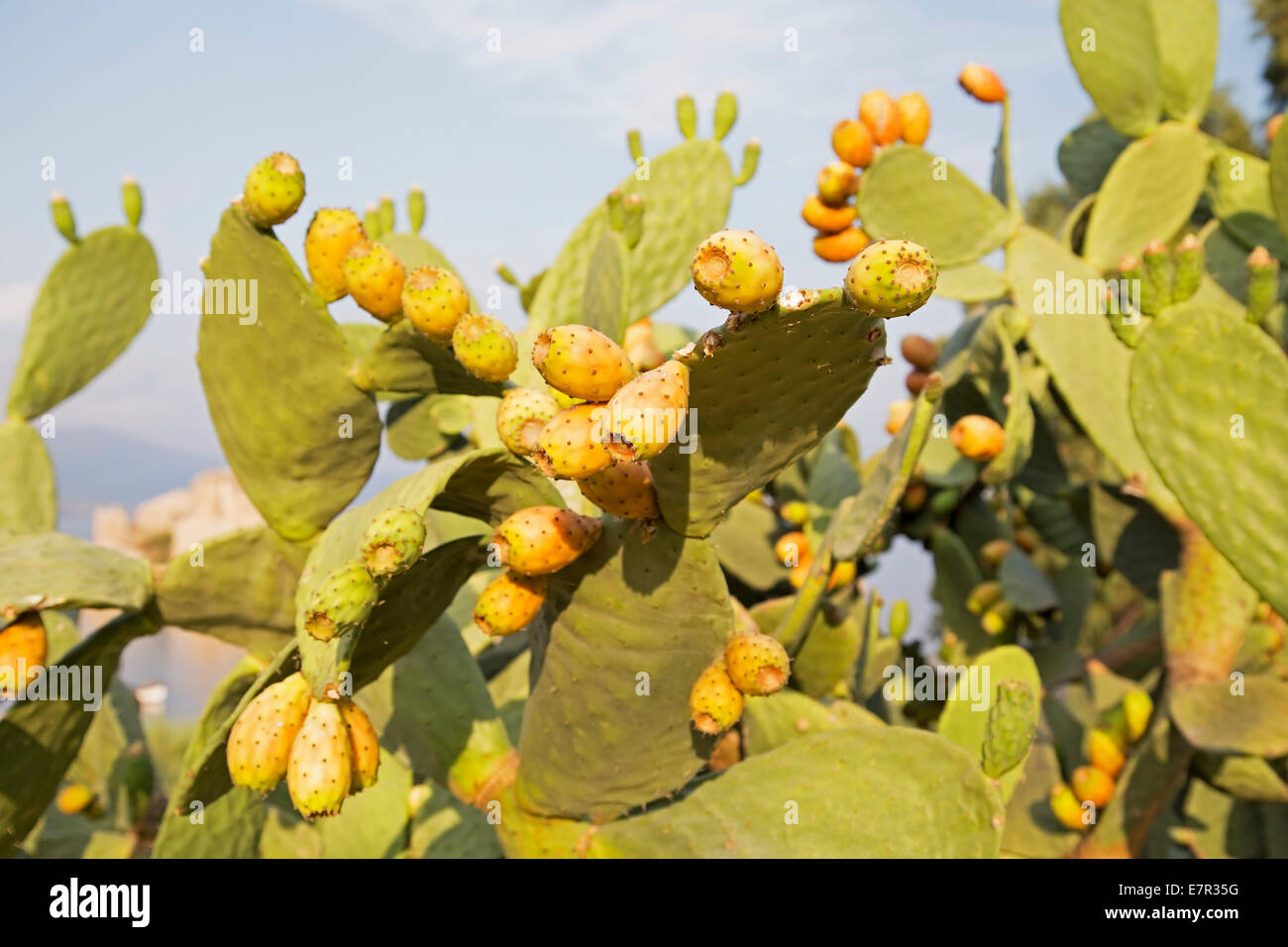 Cactus Plant Fruit with Blue Background Stock Photo