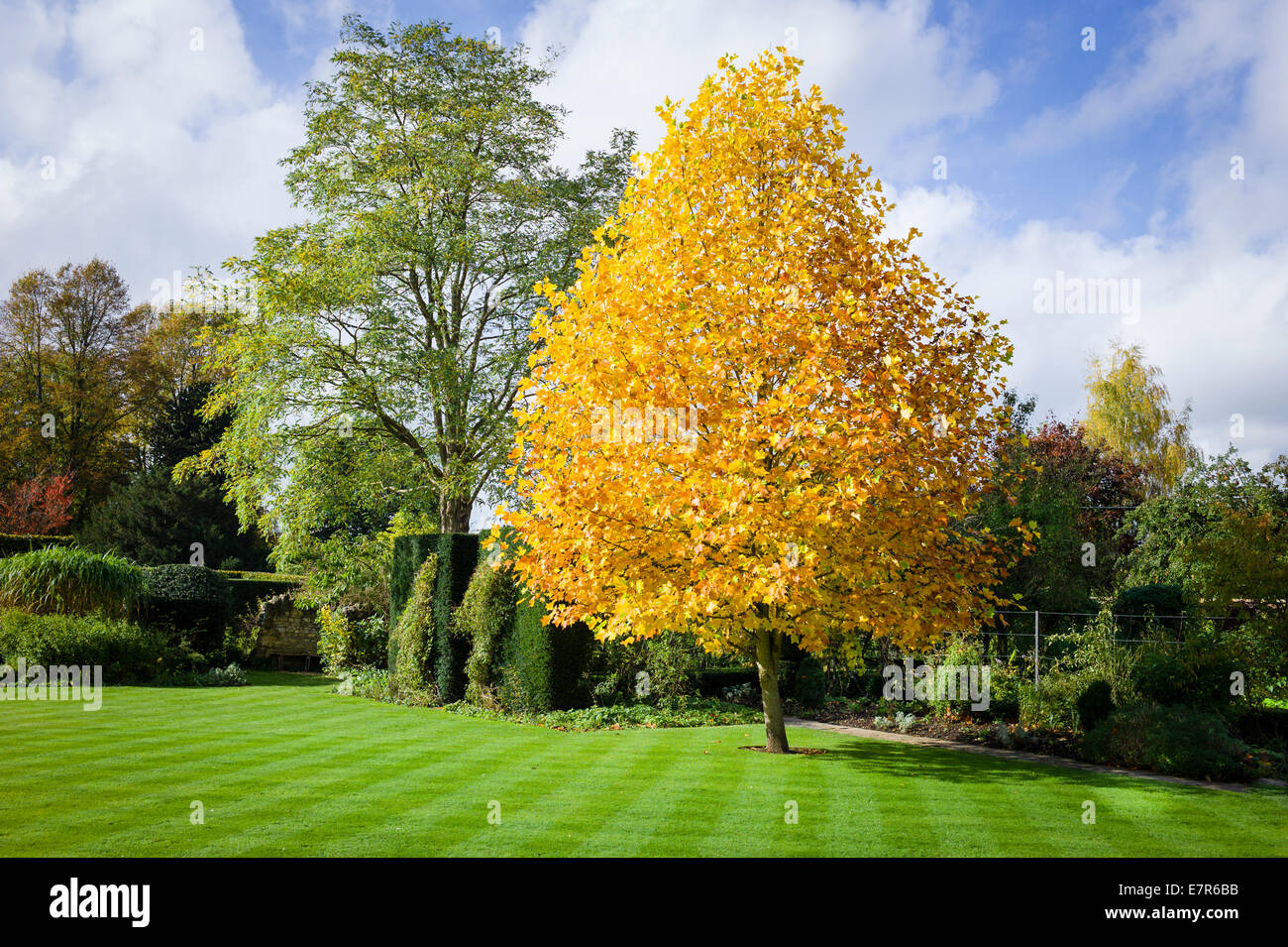 Young Liriodendron tree showing autumn colour in UK Stock Photo