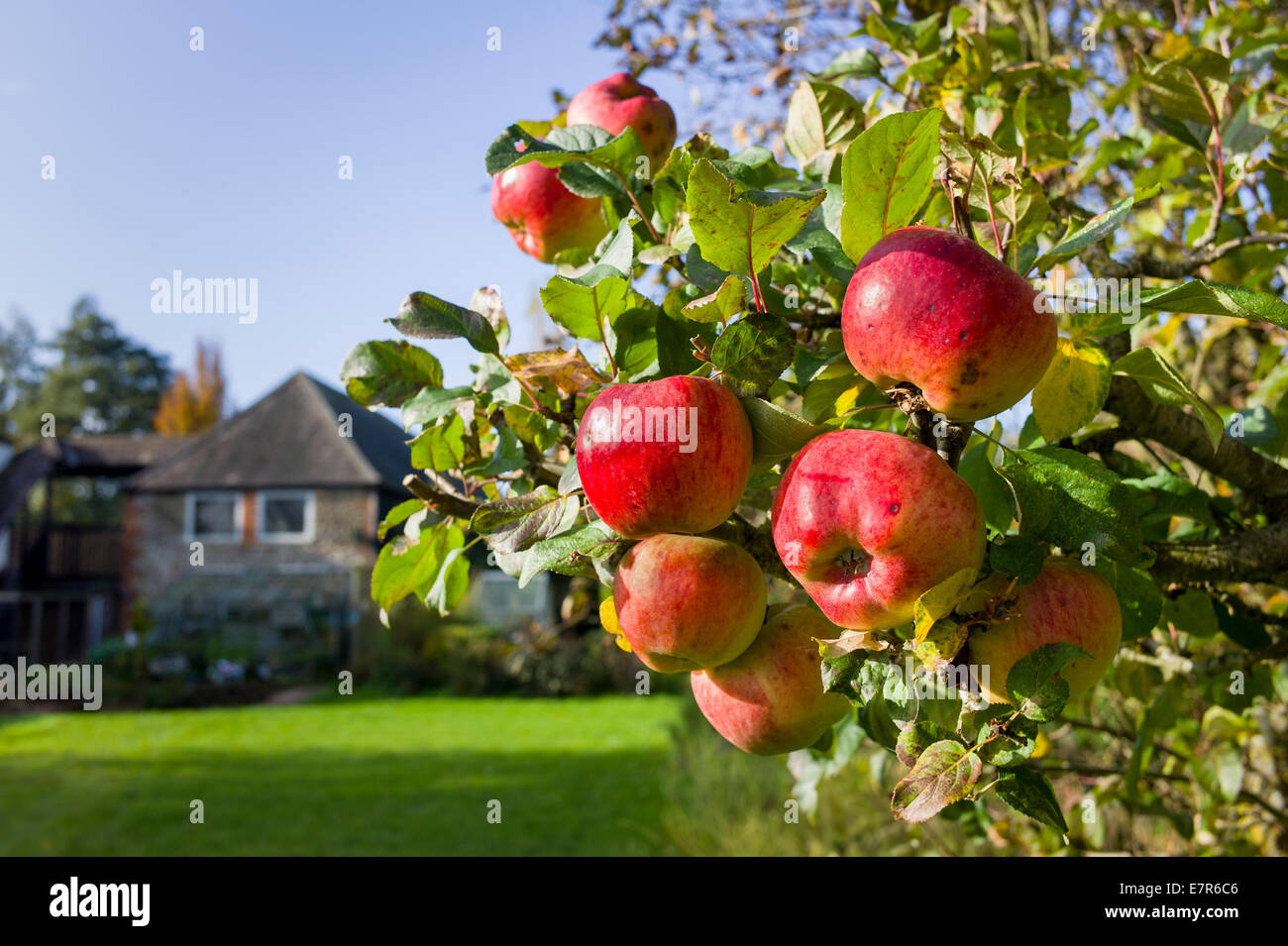 Ripe apples on a tree in a domestic orchard in UK Stock Photo