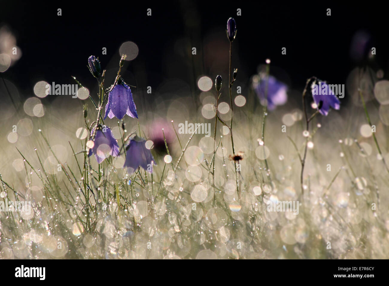 Bell flower hires stock photography and images Alamy