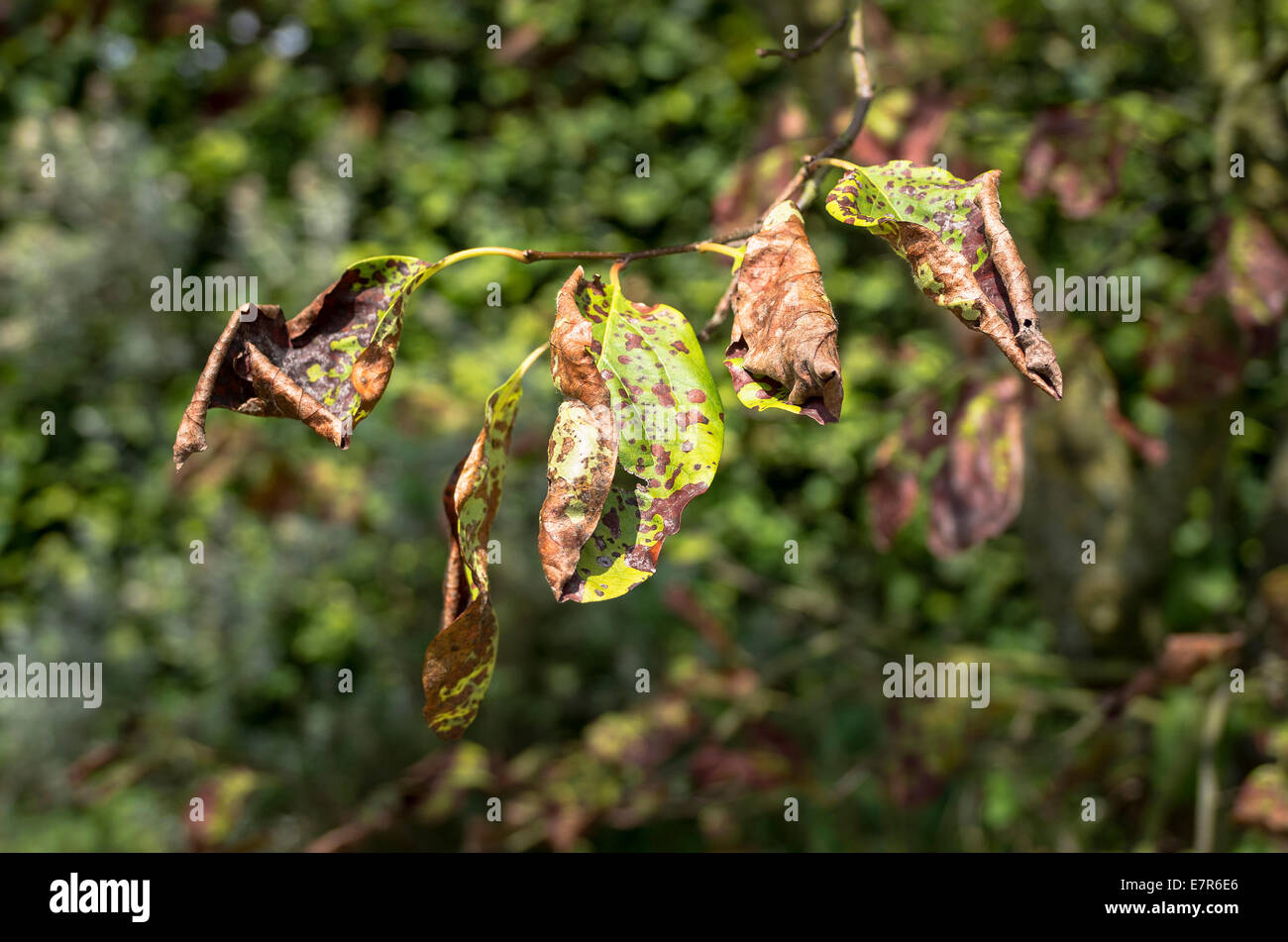Shrivelled leaves on a quince tree showing a form of blight Stock Photo