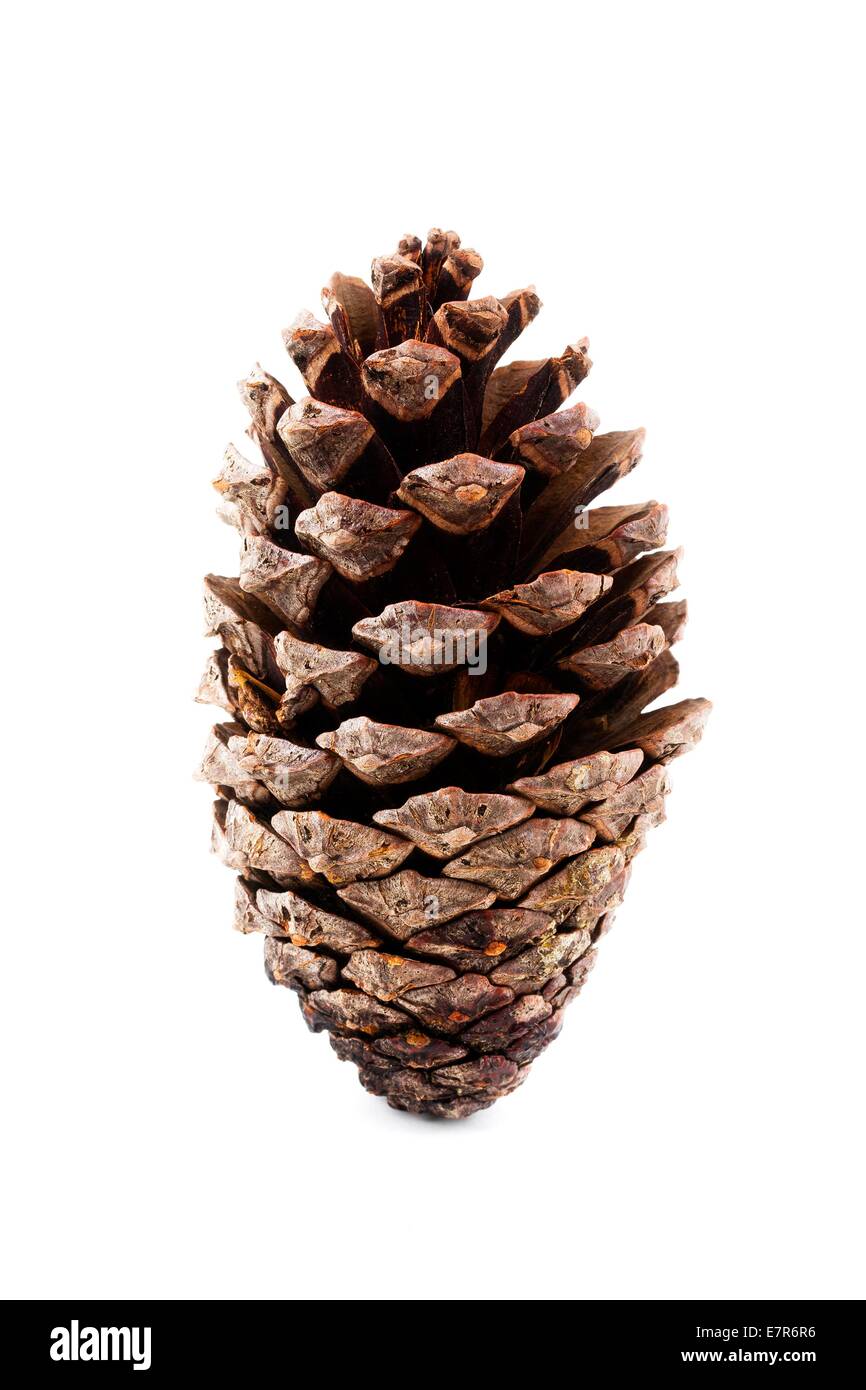 Pine cone on a white background Stock Photo