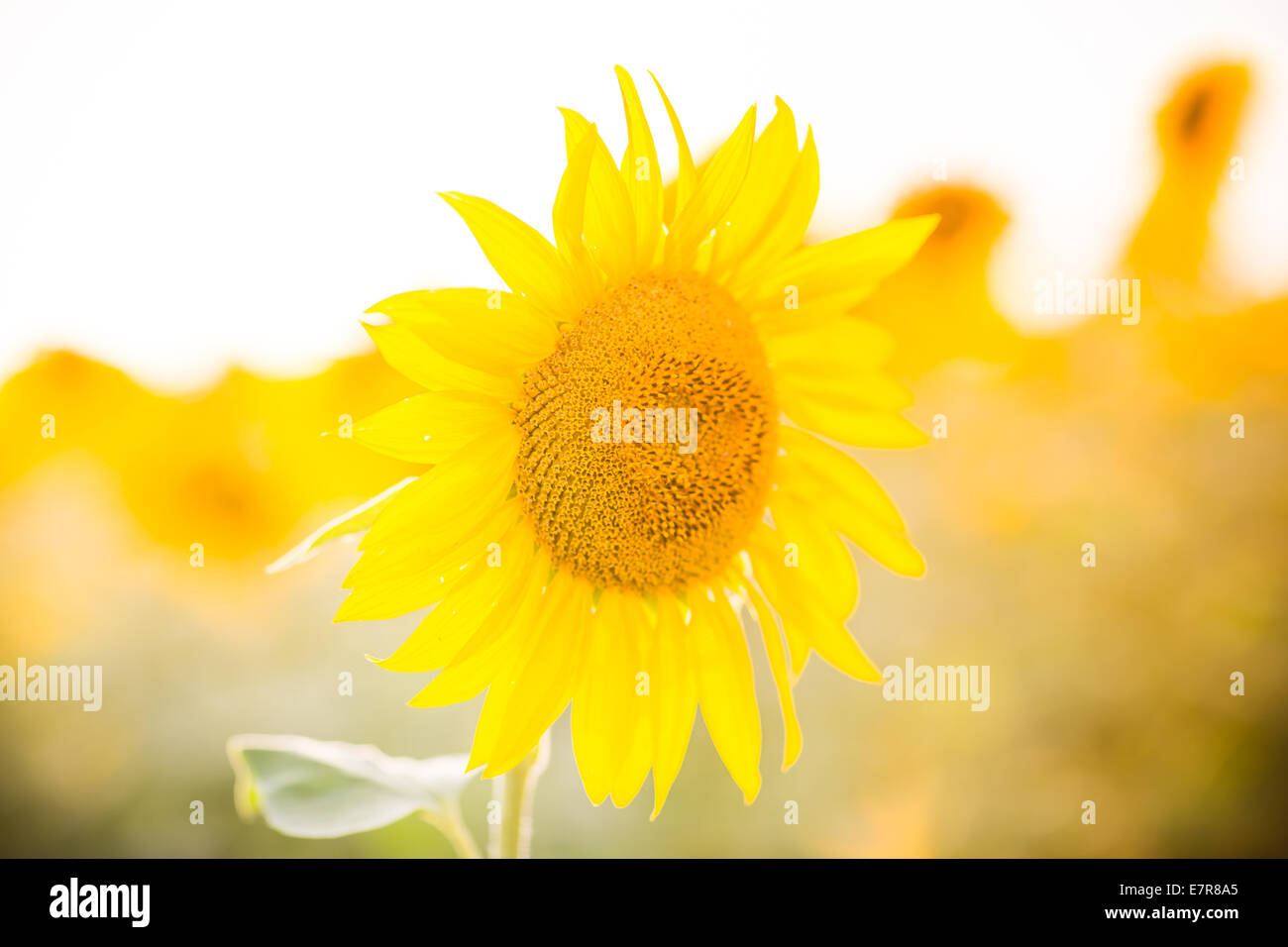 Sunflower field at the sunset Stock Photo - Alamy