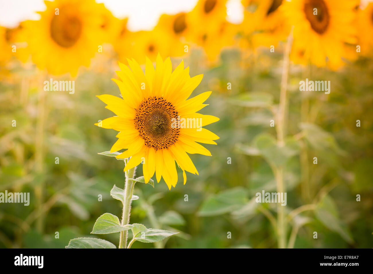 Sunflower field at the sunset Stock Photo - Alamy