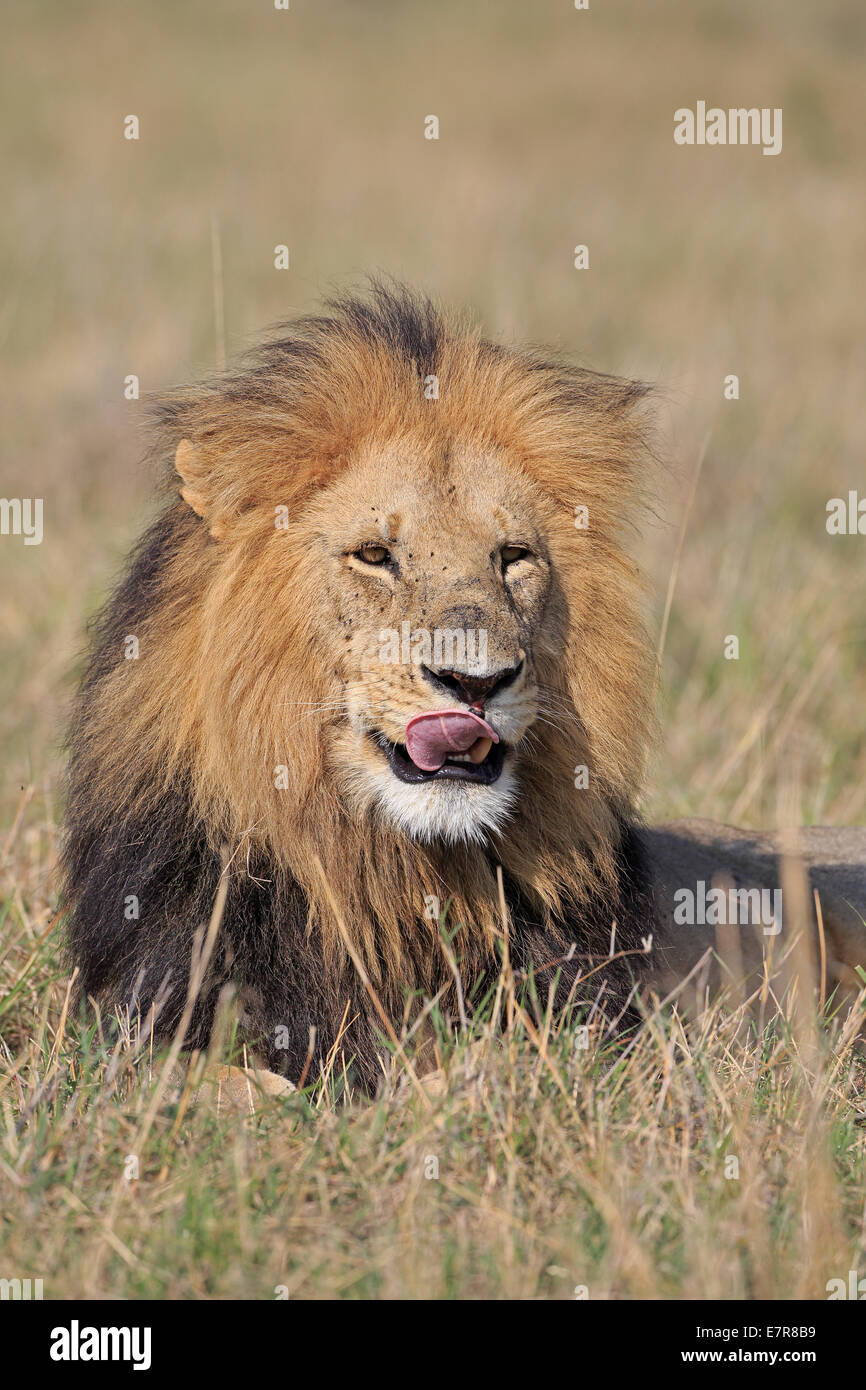 Male masai mara lion hi-res stock photography and images - Alamy