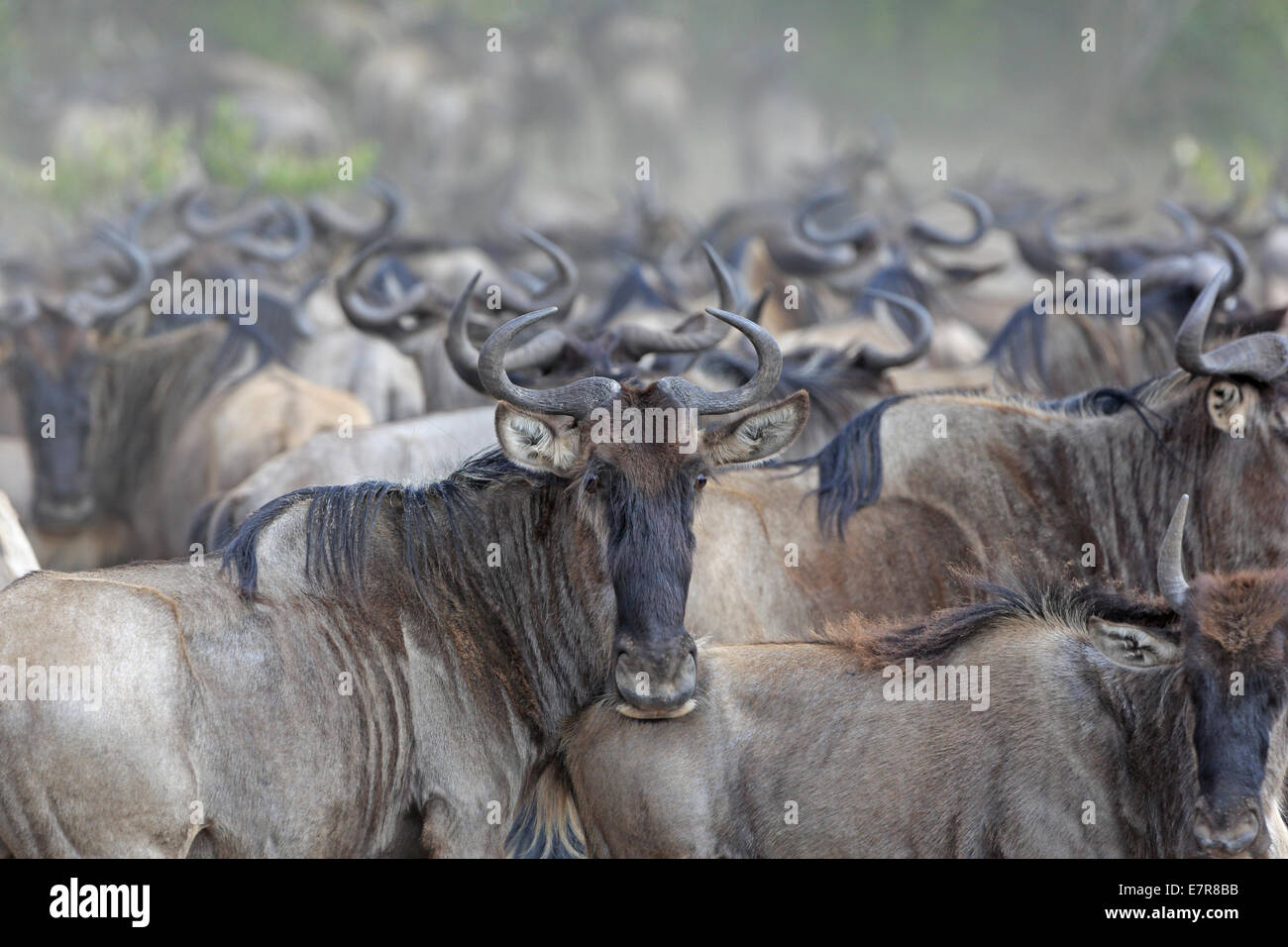 Herd of Wildebeest massing for a river crossing Stock Photo