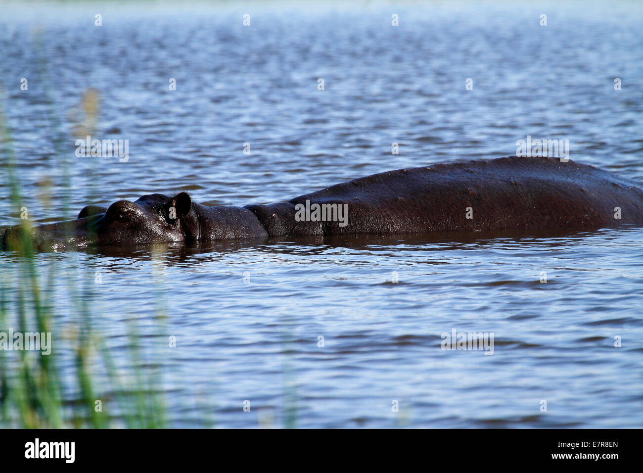 A family or bloat of hippos just showing themselves in the water, hippos cannot  swim in deep water they walk along the bottom Stock Photo - Alamy