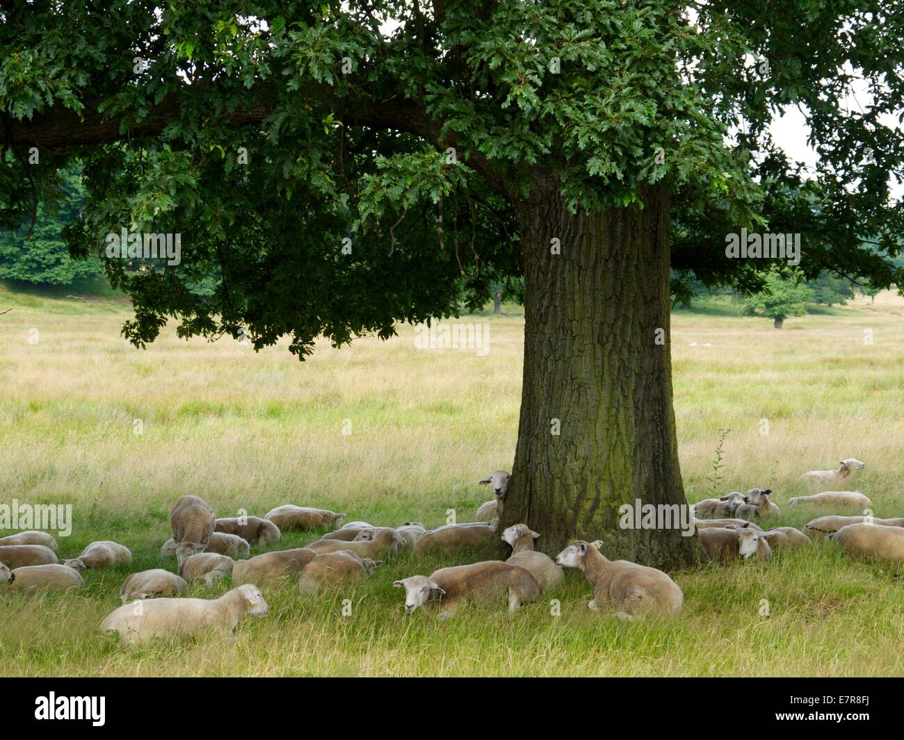 Sheep taking shelter from the sun in the shade of a tree Stock Photo