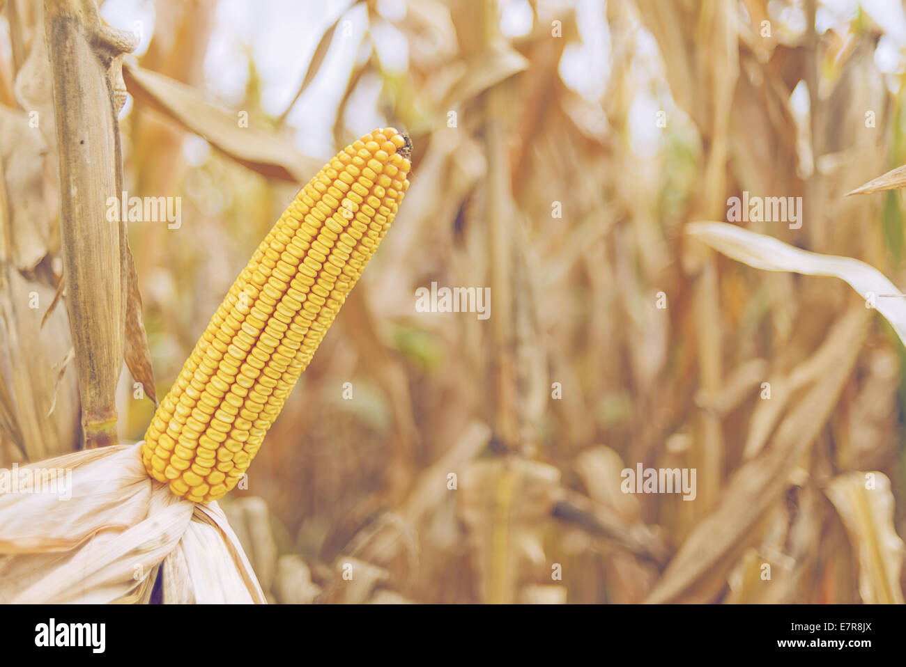 Ripe maize on the cob in cultivated agricultural corn field ready for ...