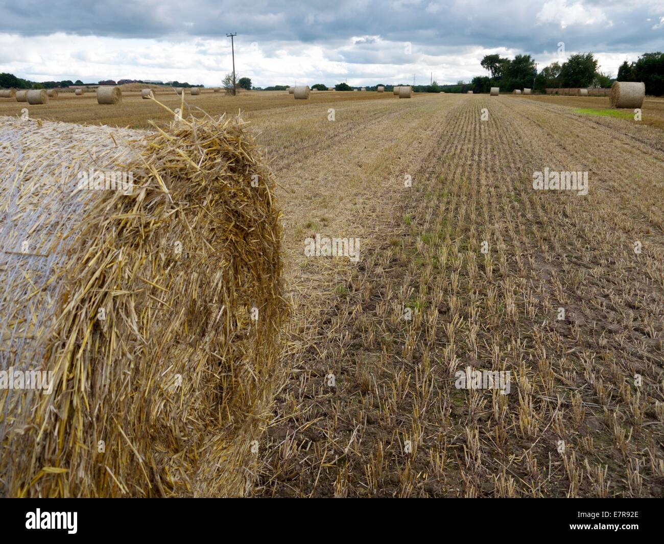 Hay rolls in a farmer field Stock Photo - Alamy
