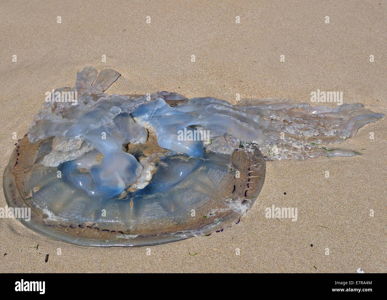 one giant barrel, dustbin-lid, jellyfish (Rhizosstoma octopus), washed up on South Beach, Tenby, Pembrokeshire, Wales, United Kingdom Stock Photo