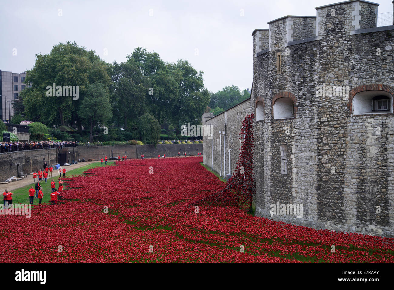 September 2014: Poppies Bleed from a bastion window into the moat at the Tower of London, with volunteers adding new poppies. Stock Photo