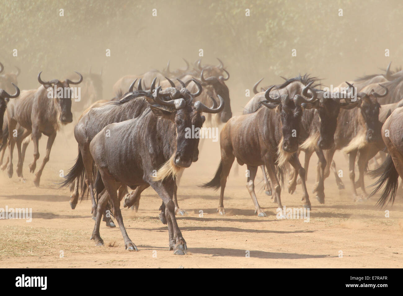 Wildebeest herd gathering before crossing the Mara River Stock Photo