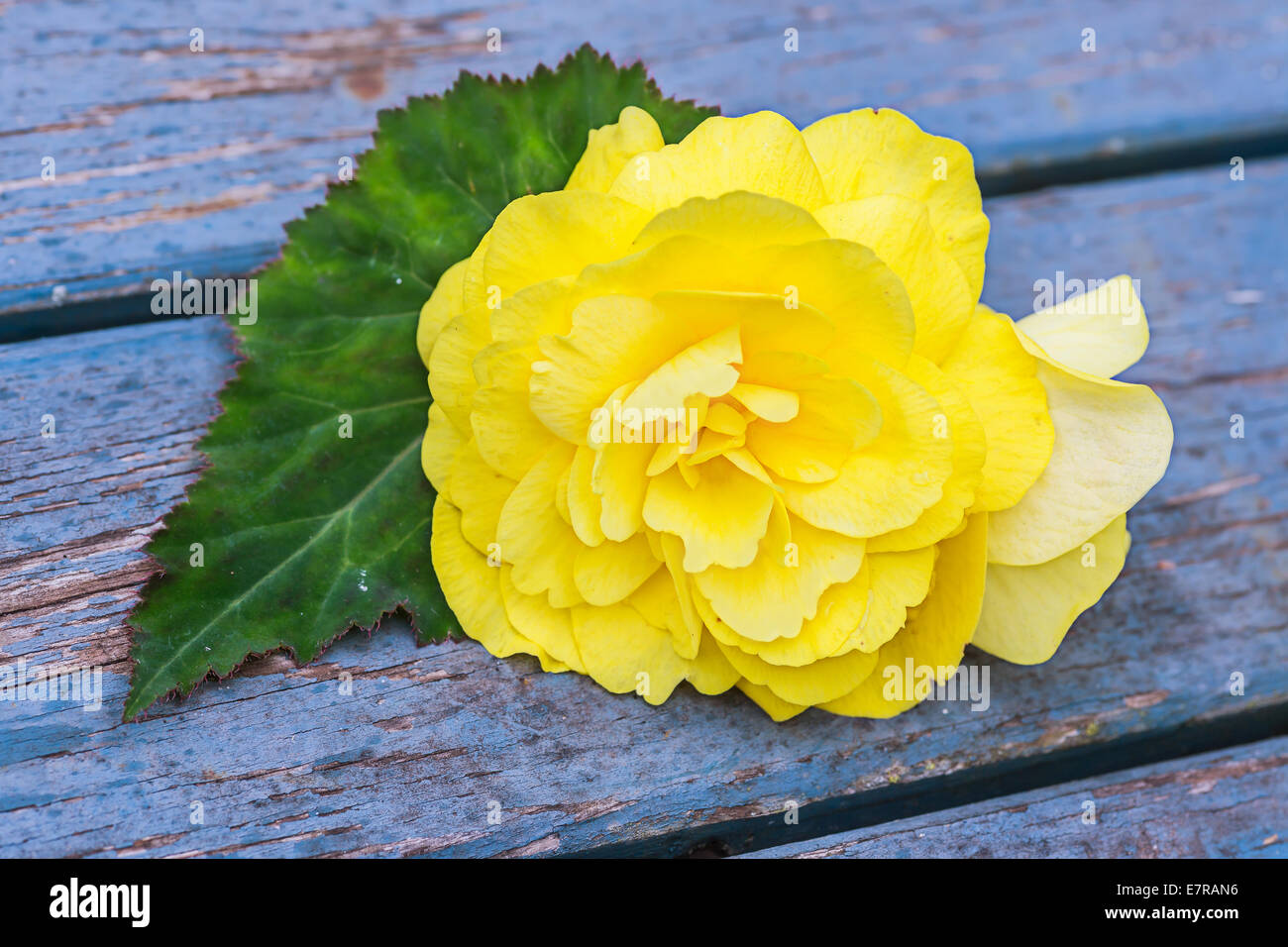 Yellow 'Non Stop' begonia flower against an old wooden background. Stock Photo
