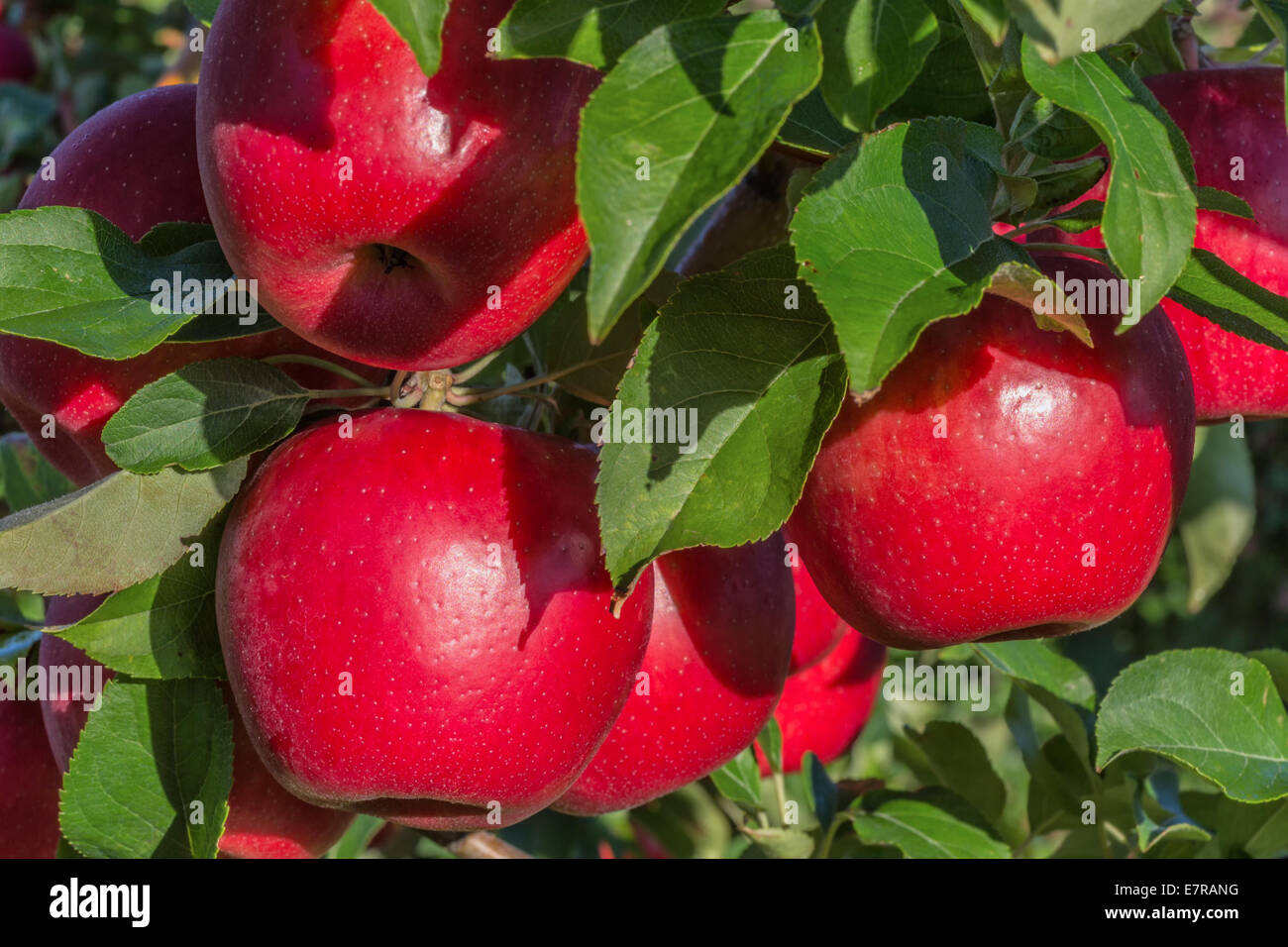 Red ripe Honeycrisp apples hanging on the tree Stock Photo - Alamy
