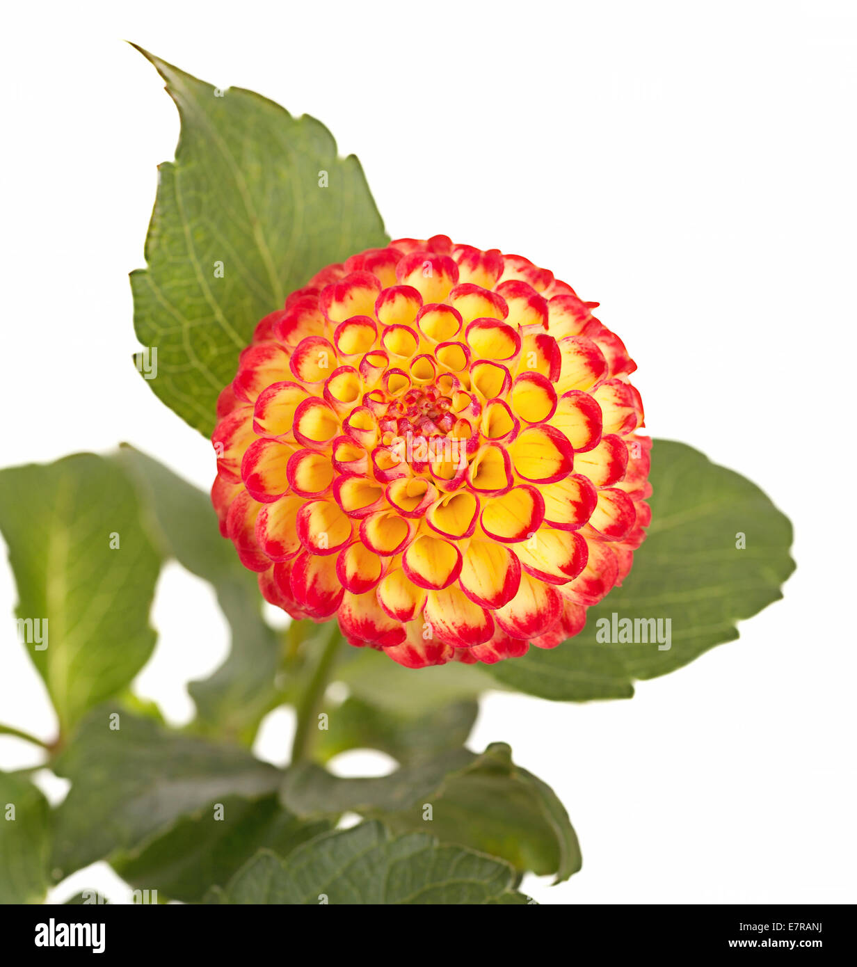 Cute little pompom dahlia isolated on white. Stock Photo
