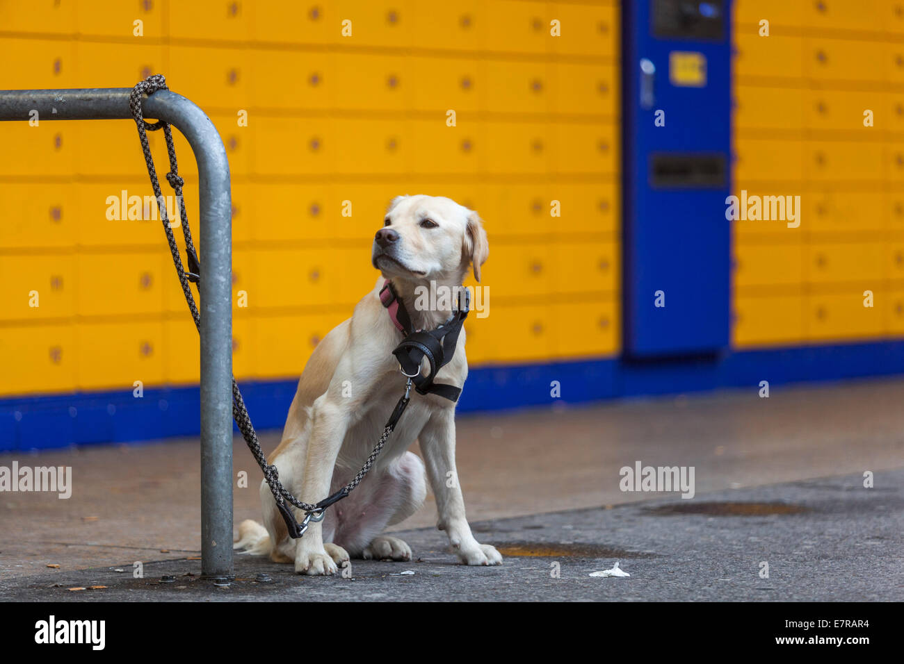 Tethered dog best sale