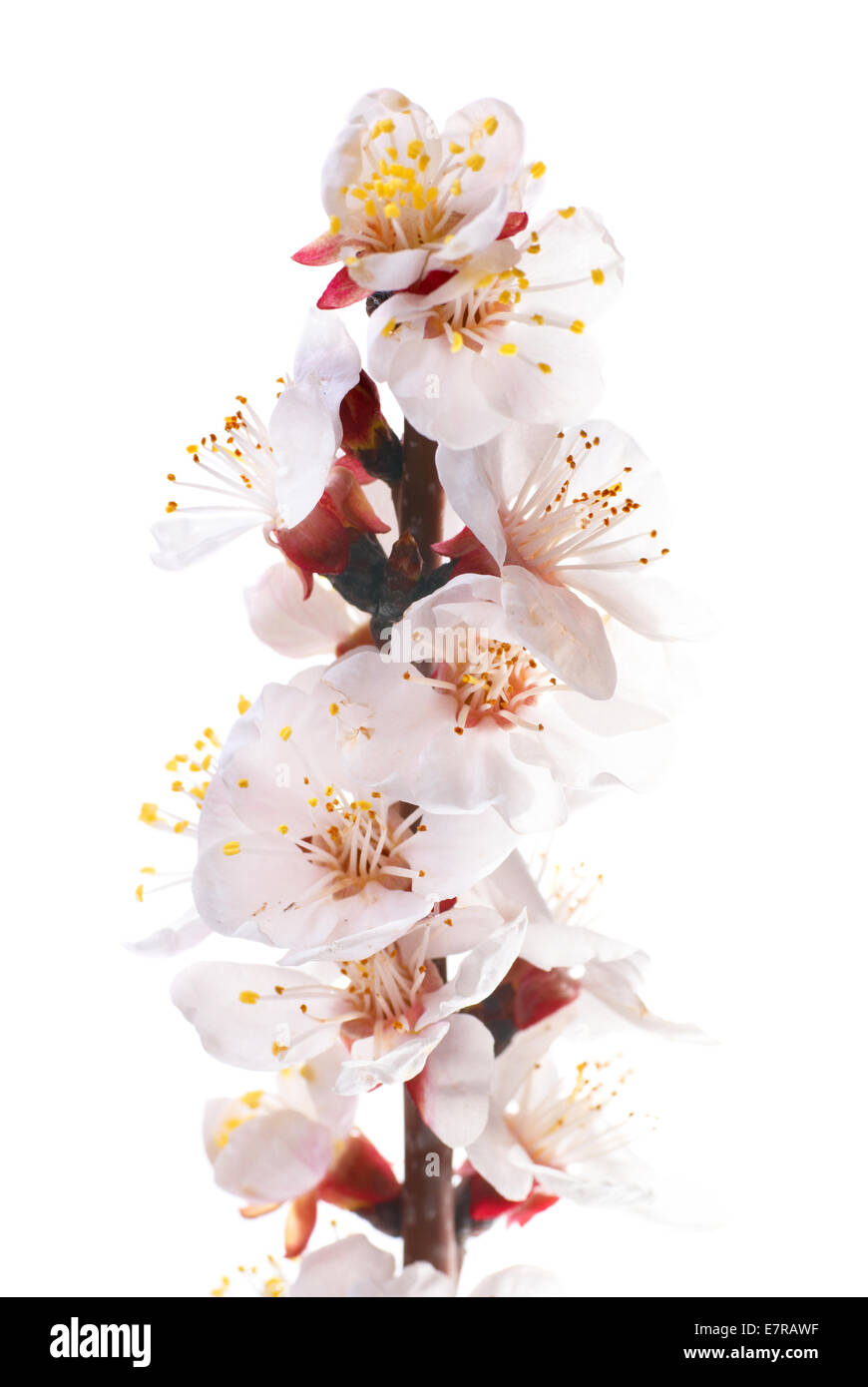 Almond white flowers isolated on white background Stock Photo - Alamy
