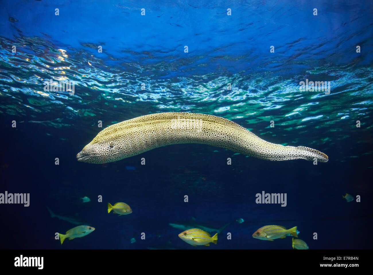 Moray Muraena fish (Gymnothorax favagineus) hunting underwater. Blue water background. Stock Photo