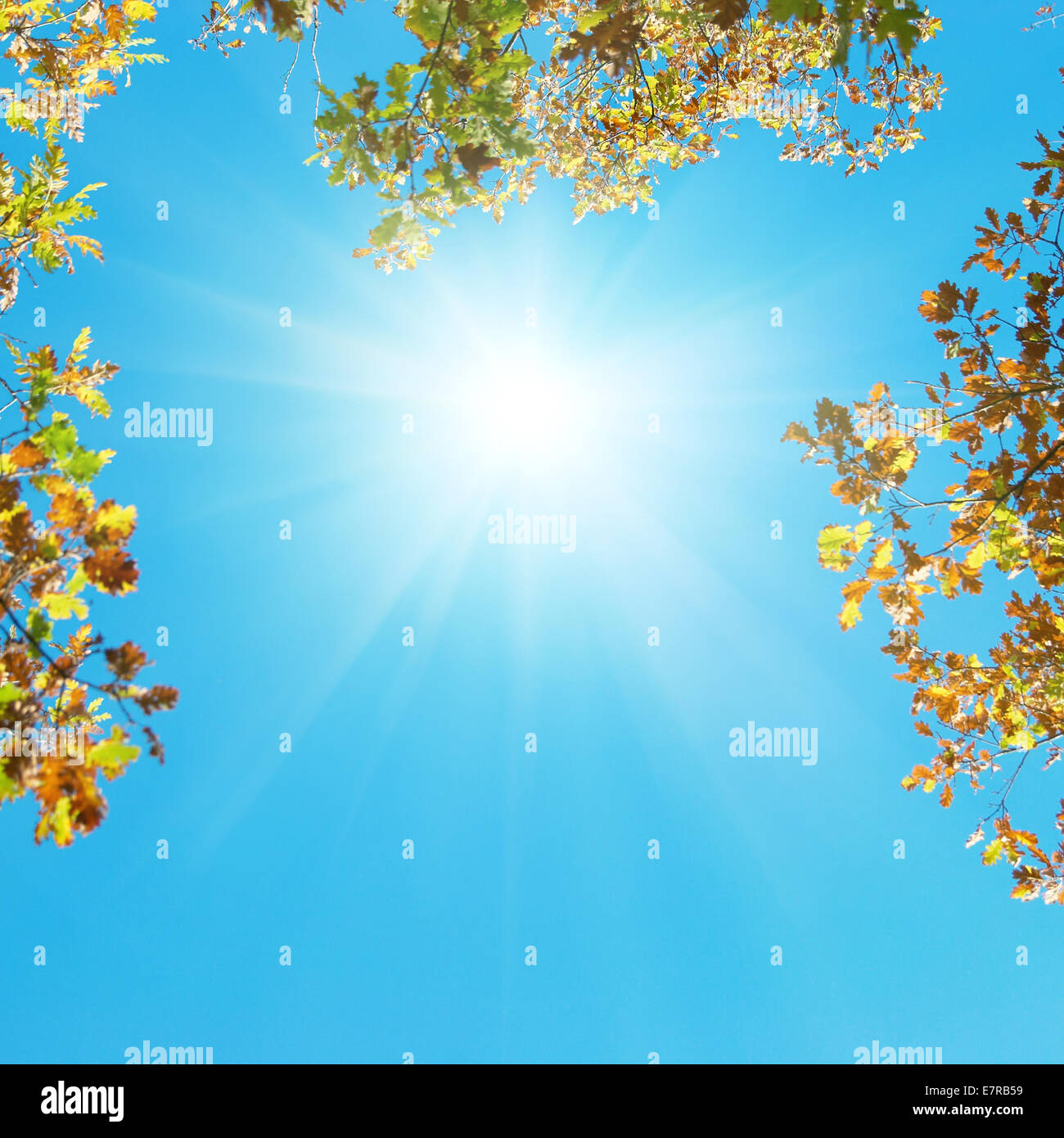 Autumn leaves with the blue sky background Stock Photo - Alamy