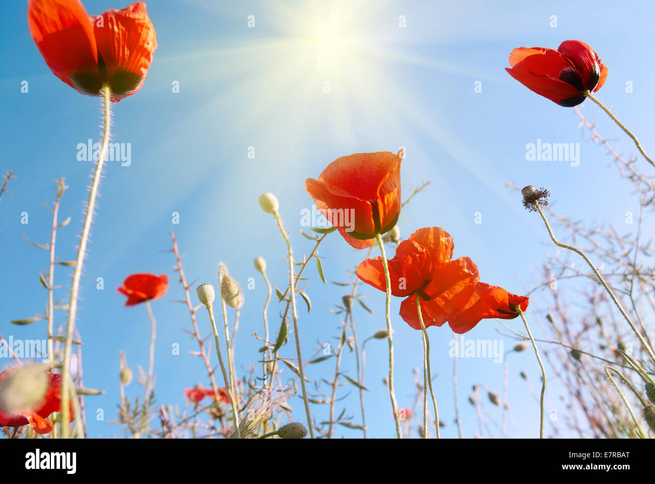 Beautiful red poppies on the blue sunny sky background Stock Photo - Alamy