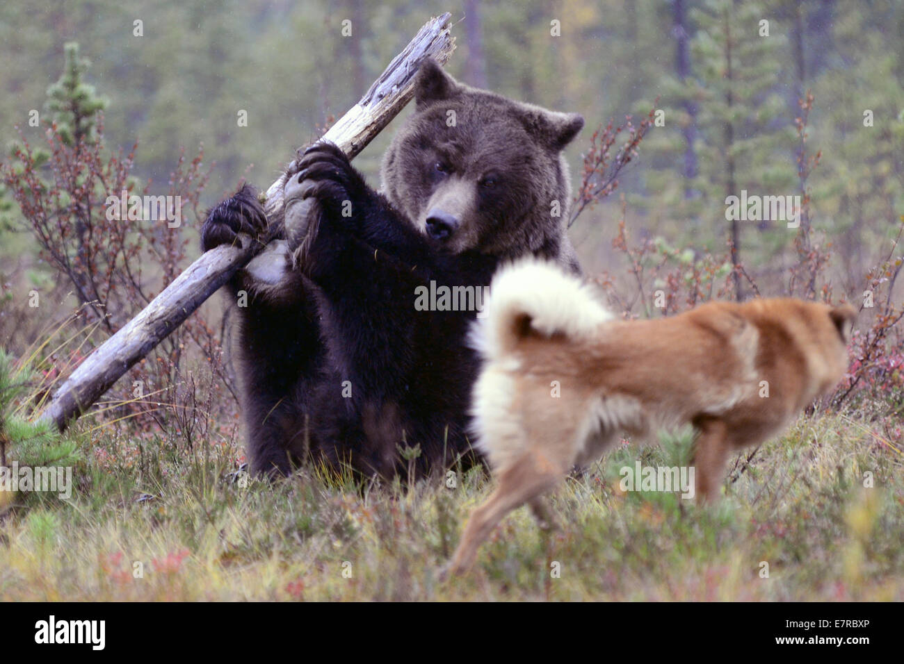 akita bear hunting dog