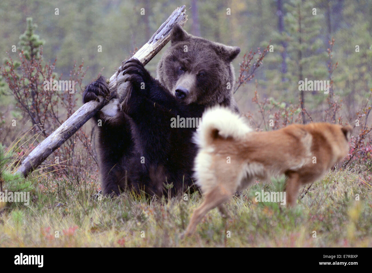 akita bear hunting