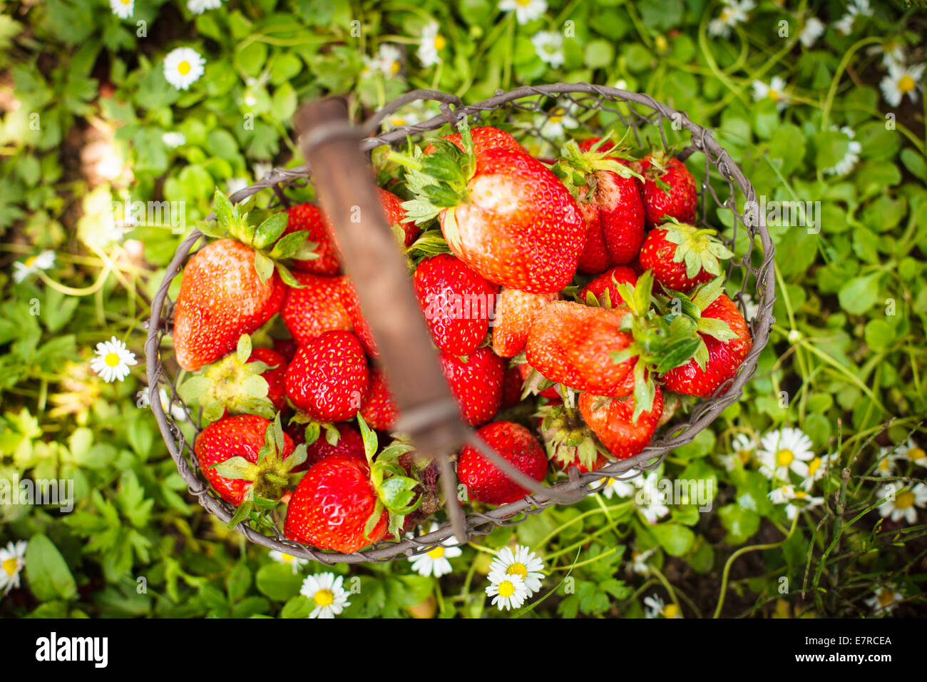 Fresh farm strawberries in a basket on the lawn Stock Photo - Alamy
