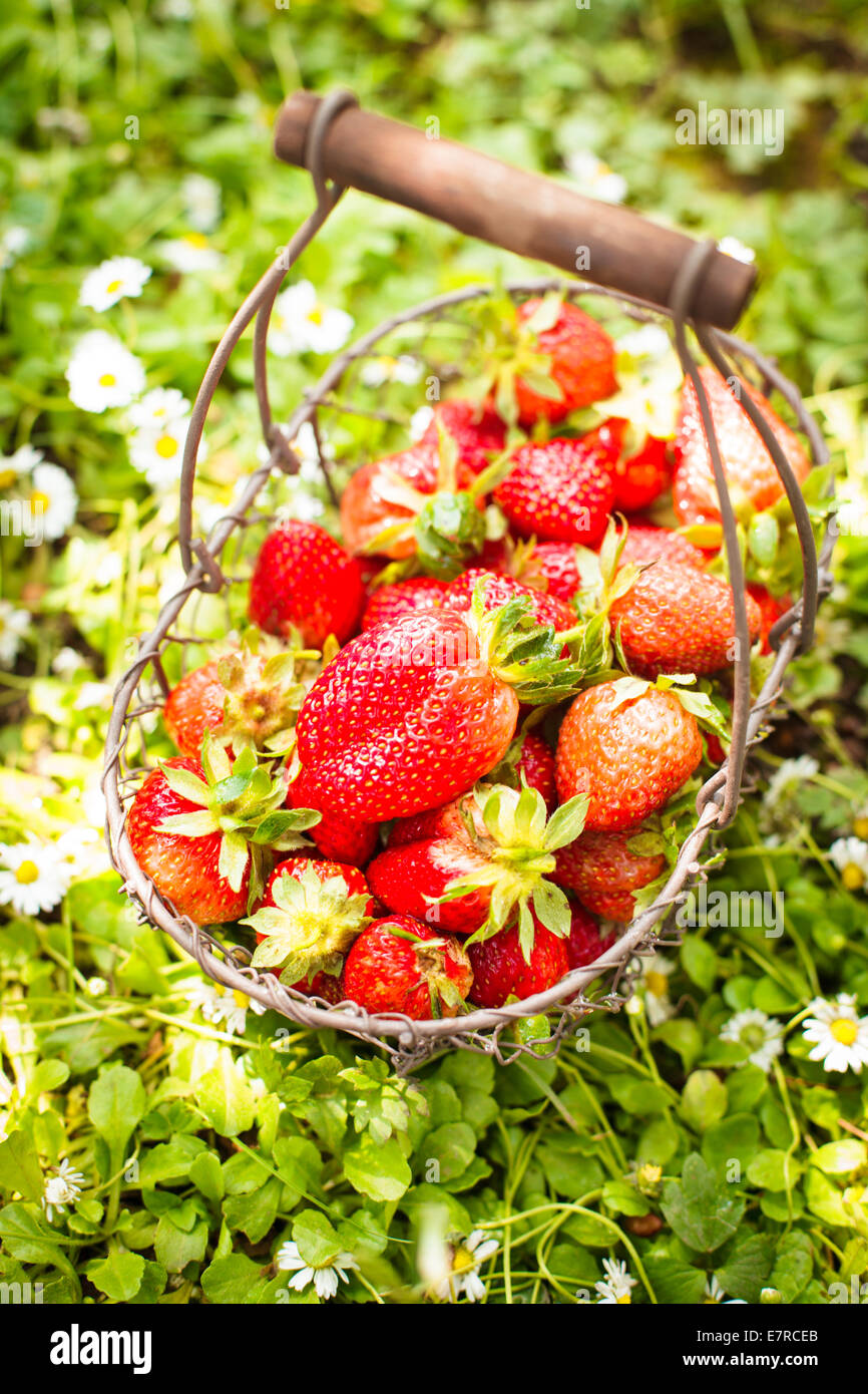 Fresh farm strawberries in a basket on the lawn Stock Photo - Alamy