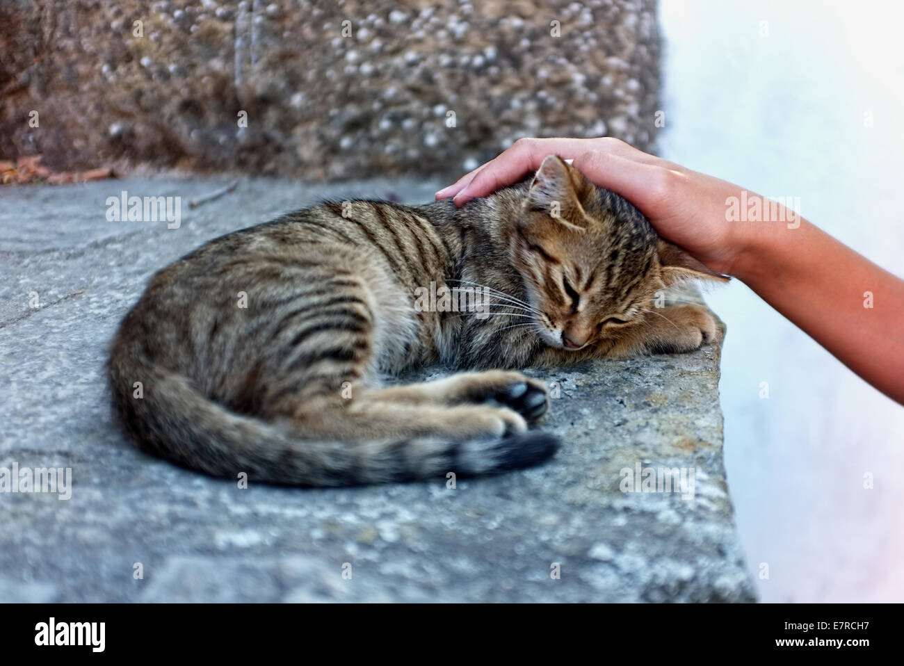 Petting cat hires stock photography and images Alamy