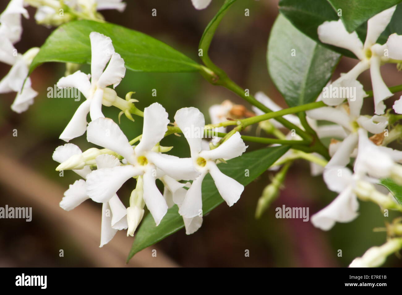 Star Jasmine Trachelospermum jasminoides blossoms Stock Photo