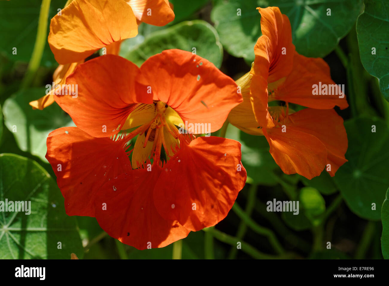Tropaeolum majus (garden nasturtium, Indian cress or monks cress) is a flowering plant. Stock Photo