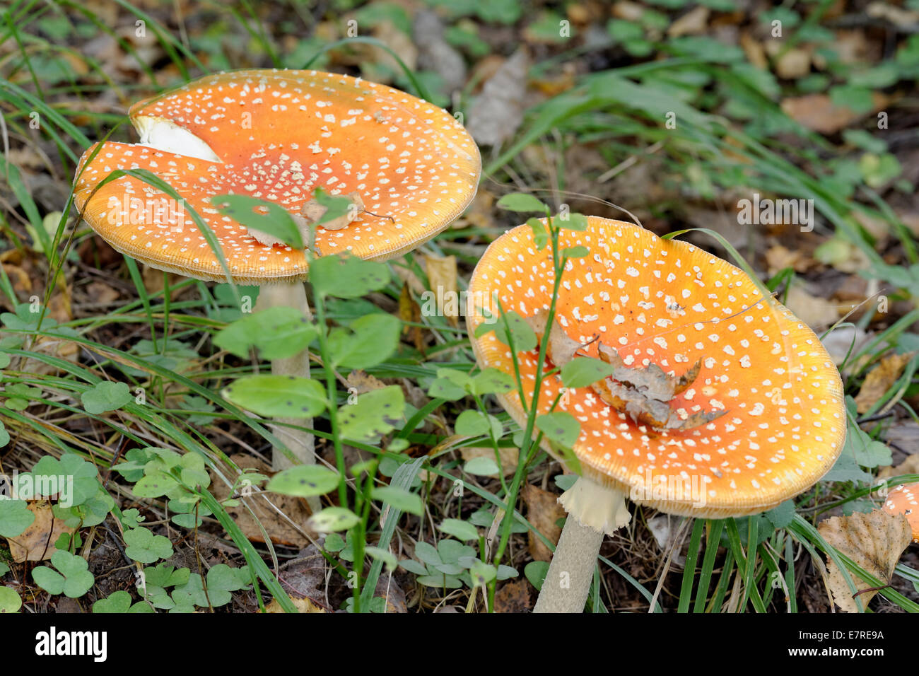 Amanita muscaria, commonly known as the fly agaric or fly amanita, is a poisonous and psychoactive basidiomycete fungus. Stock Photo